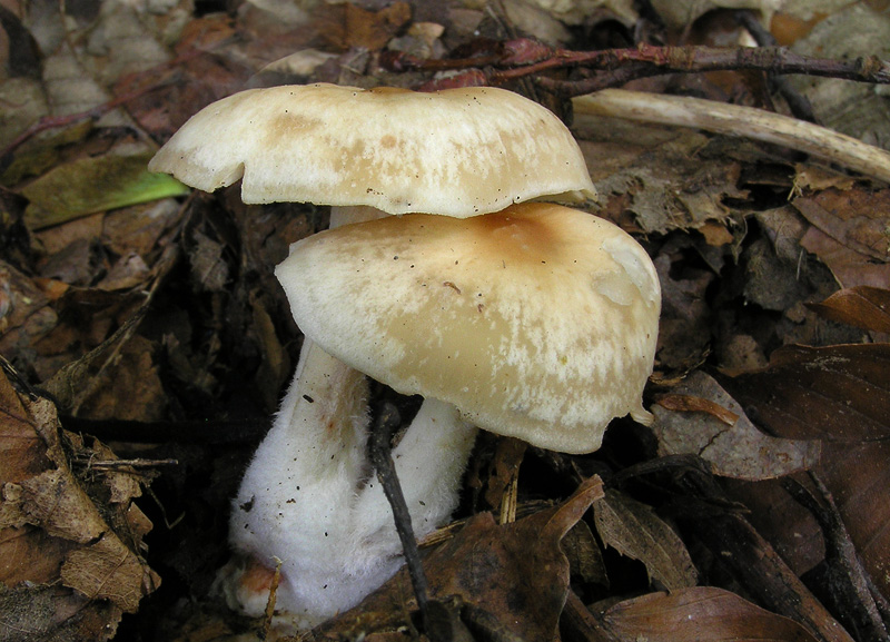 Gymnopus hariolorum